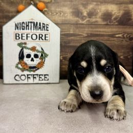 Espresso - Black and tan female Dachshund puppy in Bowerston, Ohio from Hangin’ H Kennels, LLC