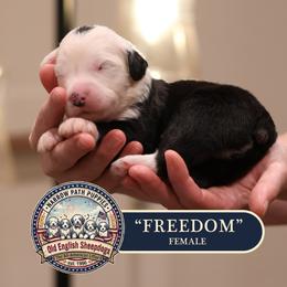 Freedom - Gray and white female Old English Sheepdog puppy in Cleveland, Tennessee from Narrow Path Old English & Sheepadoodles