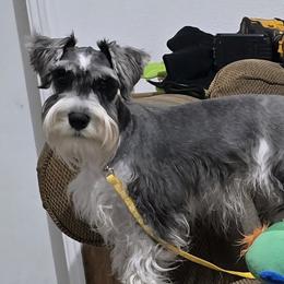 Zoey - Miniature Schnauzer