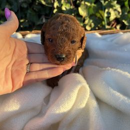 Girl 3 - Red Cavapoo puppy in Pleasant Grove, Utah from Puppy Buddy USA