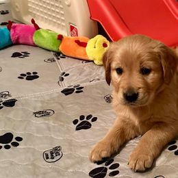 Purple Girl - Dark golden Golden Retriever puppy in Tulsa, Oklahoma from Triple J Goldens, LLC