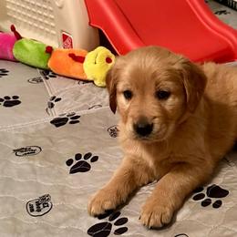 Purple Girl - Dark golden Golden Retriever puppy in Tulsa, Oklahoma from Triple J Goldens, LLC