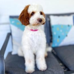 Butter - Goldendoodle