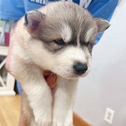 Siberian Husky Puppies from Ucanan Huskies