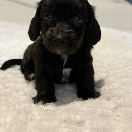 Longhair black girl - Black and tan female Dachshund puppy in Defuniak Springs, Florida from Anastasia Knight's Cocker Spaniels