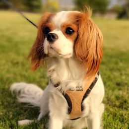 Harper - Cavalier King Charles Spaniel