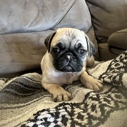 Pembroke Welsh Corgi and Pug Puppies from Blecker Kennel