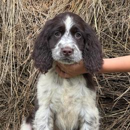 Molly - Liver and white female English Springer Spaniel puppy in Huntingdon, Pennsylvania from Leila Ferrucci