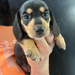 Abby - Black and tan female Dachshund puppy in Bigfork, Minnesota from Dachshunds Up North