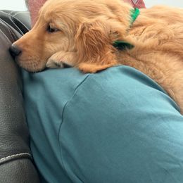 Golden Retriever Puppies from Retrievers Gold AZ