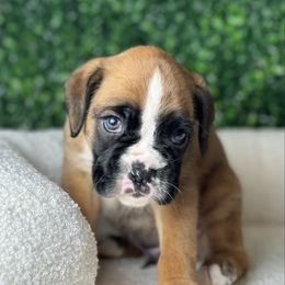 Boxer puppies from Chicago Boxers & Yorkies