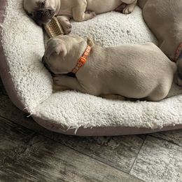 French Bulldog Puppies from Orderofthebulldogs, LLC