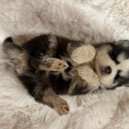 Valentina - Tri-color female Pomsky puppy in Larue, Arkansas from The Looking Glass Kennel