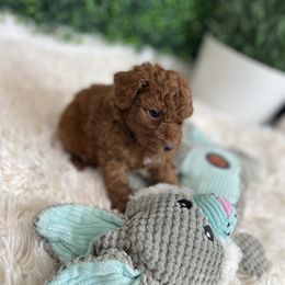 Cockapoo Puppies from Doodle Corner