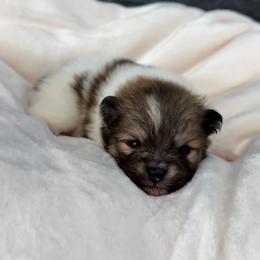Prince - Tri-colored male Pomeranian puppy in Goodyear, Arizona from AZ Royal Doxies llc