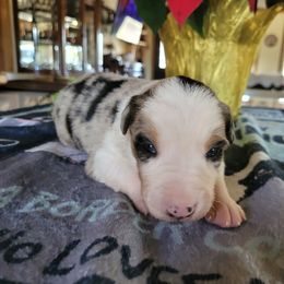 Aspen - Blue merle male Border Collie puppy in Morgan, Texas from Shooting Star Ranch