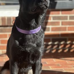 German Shepherds from Legendar Kennels