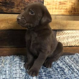 German Shorthaired Pointers from Westcreek Kennels