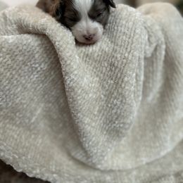 Aussiedoodle, Goldendoodle, and Poodle Puppies from Out West Doodles