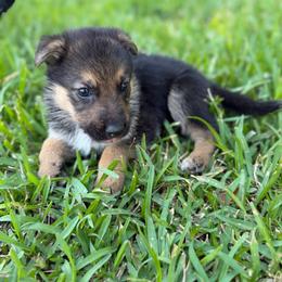 Jupiter - Black and red male German Shepherd puppy in Lake Charlse, Louisiana from Dettaalpha Kennels