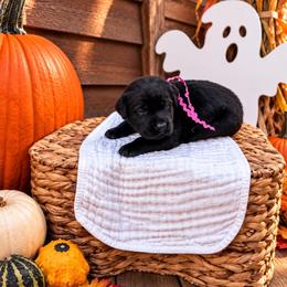 Pink girl - Black female Labrador Retriever puppy in Lake City, Michigan from Loon Lake Labradors