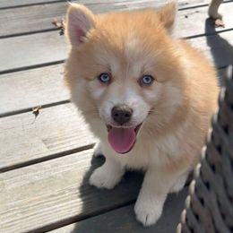 Purple Collar - Red and white female Pomsky puppy in Exeter, Rhode Island from Ocean State Pomskies