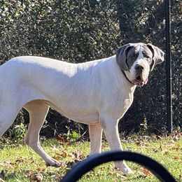 Livie - Great Dane