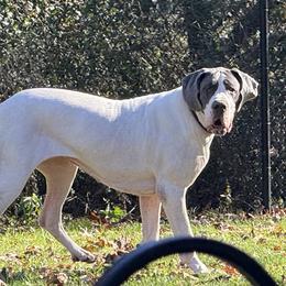 Livie - Great Dane