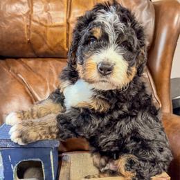 Reuben - Tri-color male Bernedoodle puppy in Rose Hill, North Carolina from Red Door Canines