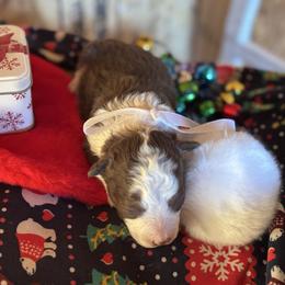 Girl 2 - Brown female Corgipoo puppy in Junction, Utah from Sugar Doodles