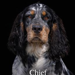 Cheif - English Springer Spaniel