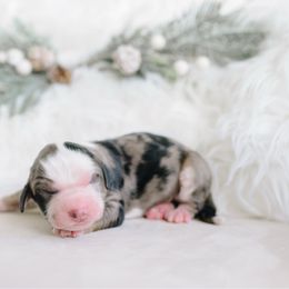 Boy 4 - Blue merle male Aussiedoodle puppy in Spanish Fork, Utah from K Brand Doodles