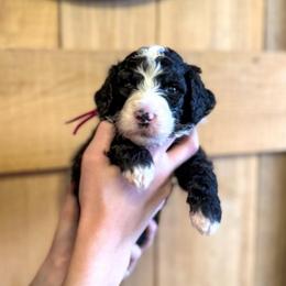 Penny - Black and white female Sheepadoodle puppy in Danville, Indiana from Marley’s Doodle Ranch