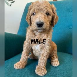 Boy 2 - Apricot male Goldendoodle puppy in Glendale, Arizona from Follow Your Bliss Doodles