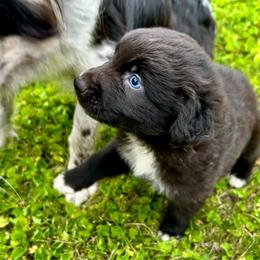 Pine - Black & white male Australian Shepherd puppy in Marshfield, Vermont from Discovery Hill Australian Shepherds