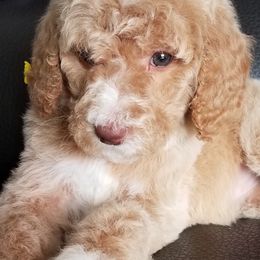 Labradoodle Puppies from Lovey Labradoodles