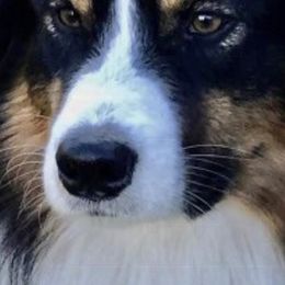 Australian Shepherds from Kim’s Awesome Aussies