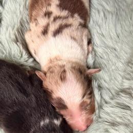 Red Merle Male - Red merle male Miniature American Shepherd puppy in Connecticut from Novus Kennels