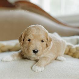 Cindy - Apricot female Goldendoodle puppy in Hiddenite, North Carolina from Rose and Reid Doodles