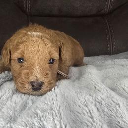 Paris - Apricot female Goldendoodle puppy in Grovetown, Georgia from Snug-a-Doodles
