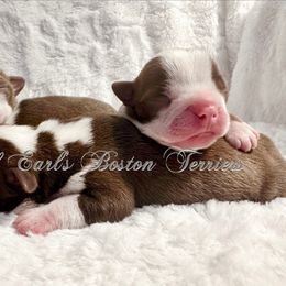 Boy 2 - Red male Boston Terrier puppy in George West, Texas from Duke of Earl’s Boston Terriers