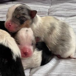 Blue Merle Tri - Blue merle male Pomeranian puppy in Princeton, New Jersey from PureLove Poms.