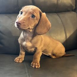 Ruby - Red female Dachshund puppy in Milroy, Pennsylvania from Not Your Average Weiner