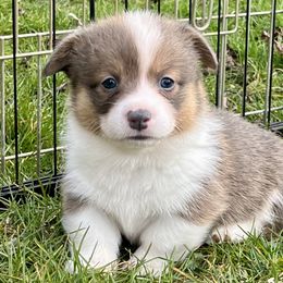 American Corgi and Pembroke Welsh Corgi Puppies from Folly Acres Corgis