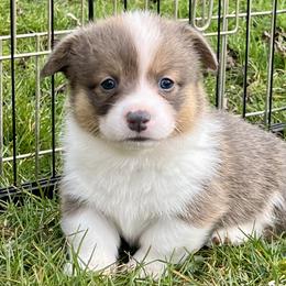 American Corgi and Pembroke Welsh Corgi Puppies from Folly Acres Corgis