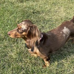 Dachshunds from Ledgebrook Manor Hounds