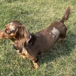 Dachshunds from Ledgebrook Manor Hounds