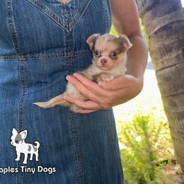 Bubblegum - Merle male Chihuahua puppy in Naples, Florida from Naples Tiny Dogs