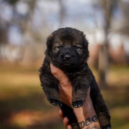 Clover - Sable male German Shepherd puppy in Knowlton Township, New Jersey from Augenblick Kennels