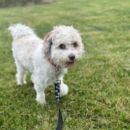 Maple - Cavapoo